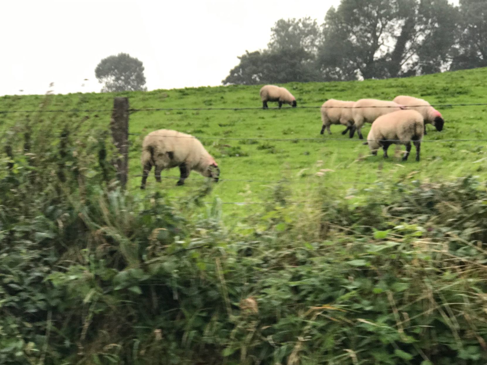 Sheep dot the countryside